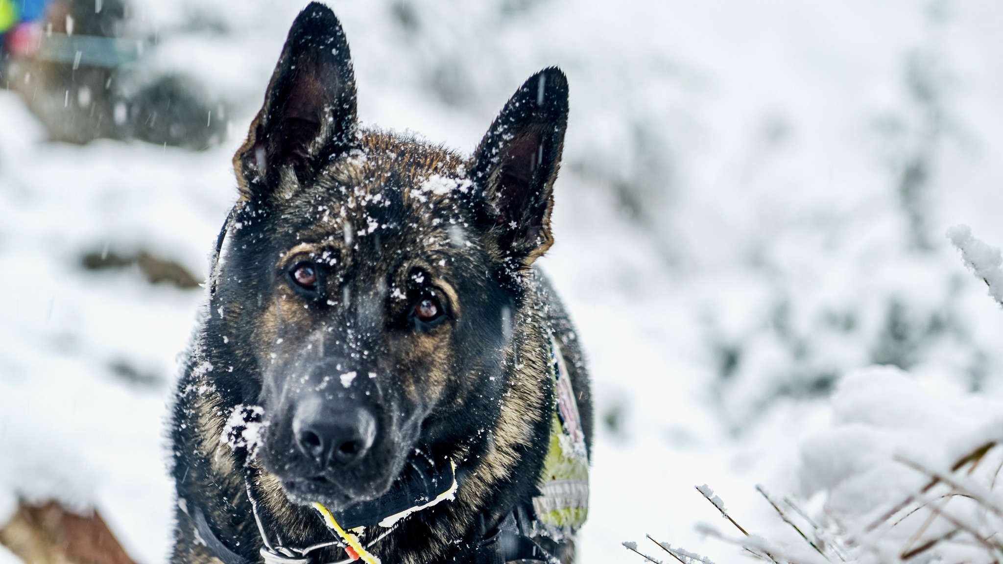 kynologicka rallye memorial stefana zavackeho 
